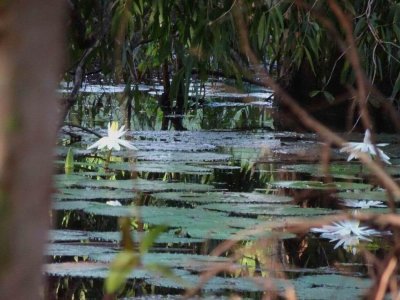 PortDouglas_WaterLillies_07332.JPG