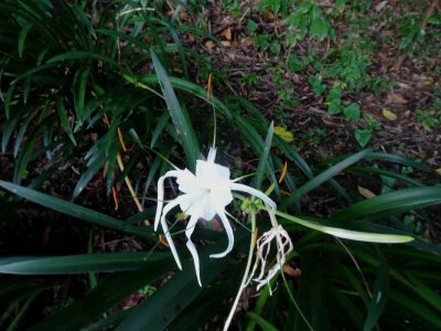 PortDouglasFlower.JPG