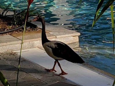 PortDouglasSeaTemple_Pool_20190326_170623.jpg