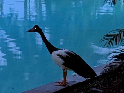 PortDouglasSeaTemple_Pool_20190326_170625.jpg