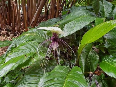 PortDouglasVegetation.jpg