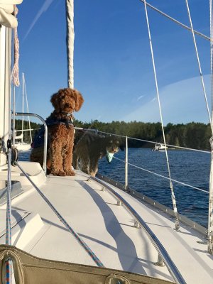 Sailing Dogs Gallery