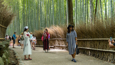 Bamboo forest, Kyoto