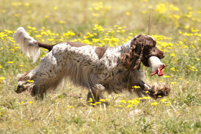 Fetch 25/09