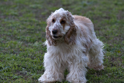 Woolly Mammoth