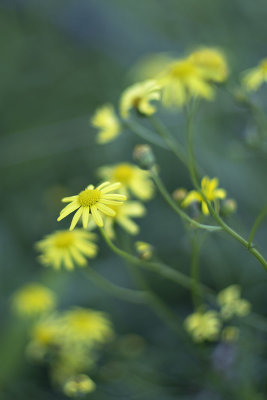 Fire Weed