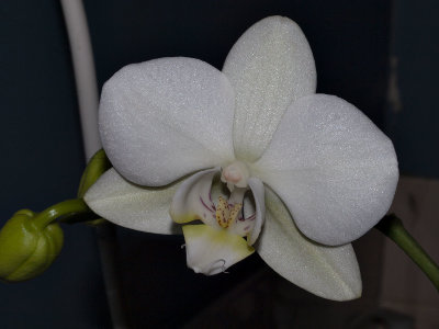 Phalaenopsis