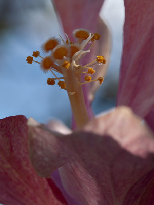 Hibiscus