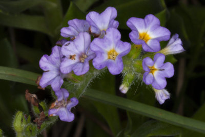 Heliotrope