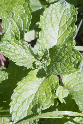 Mentha