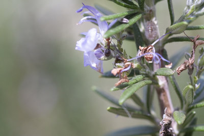 Rosemary