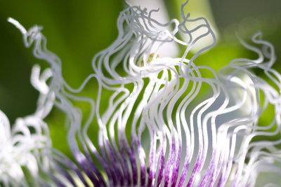 Passiflora