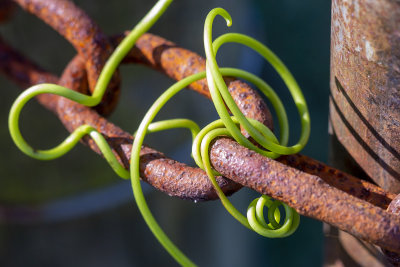 Passiflora