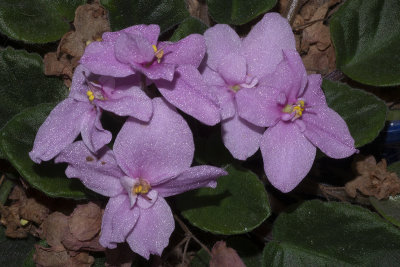 African Violet