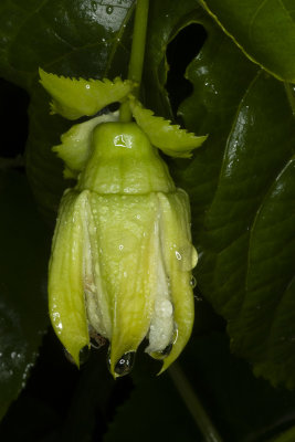 Passiflora