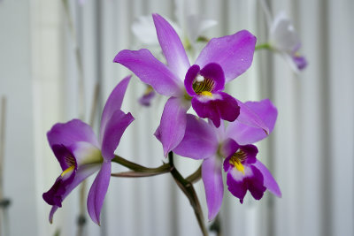 Orchid