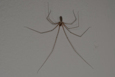 Miss Muffet's Friend