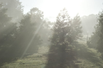 Morning Mist 29/06