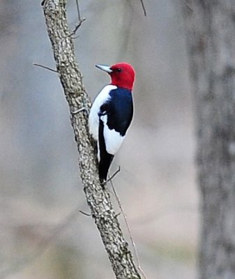 Redheaded_Woodpecker_Huntley_Meadows_VA.jpg