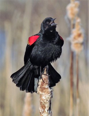 Redwinged_Blackbird_Mason_Neck_VA.jpg
