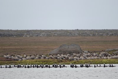 pink footed and barnacle geese.jpeg