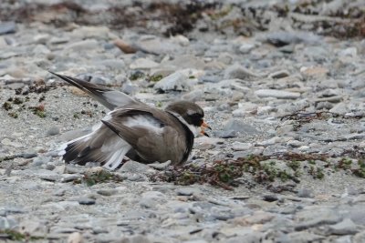 broken wing act by ringed plover.jpeg