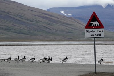 the most often photographed traffic sign of Longyearbyen.jpeg
