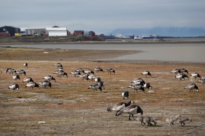 barnacle geese see the village as a self breeding place, free of polar bears.jpeg