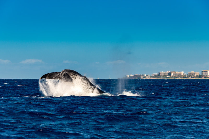 Whale_052340.jpg