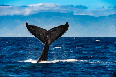 Whale Watching by Rob DeCamp
