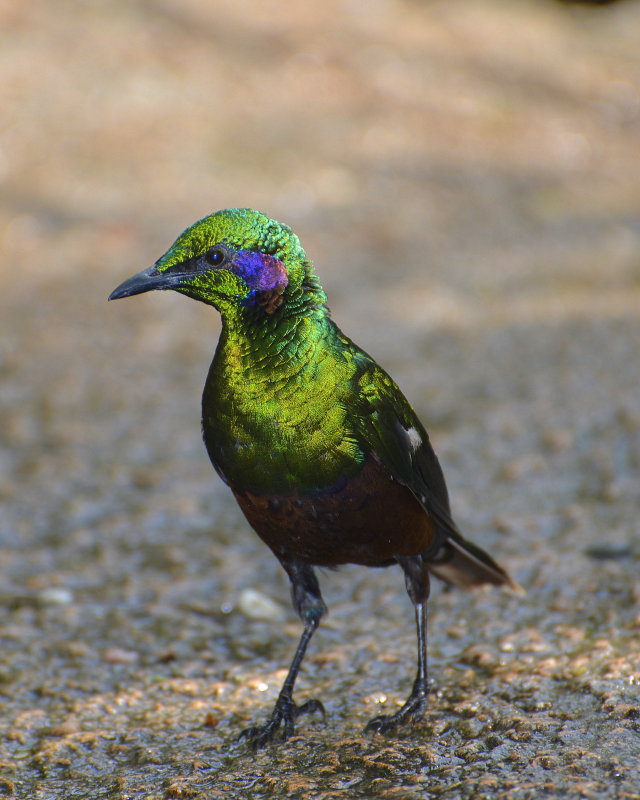 DSC_0812.JPG