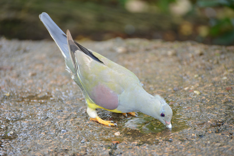 DSC_0817.JPG