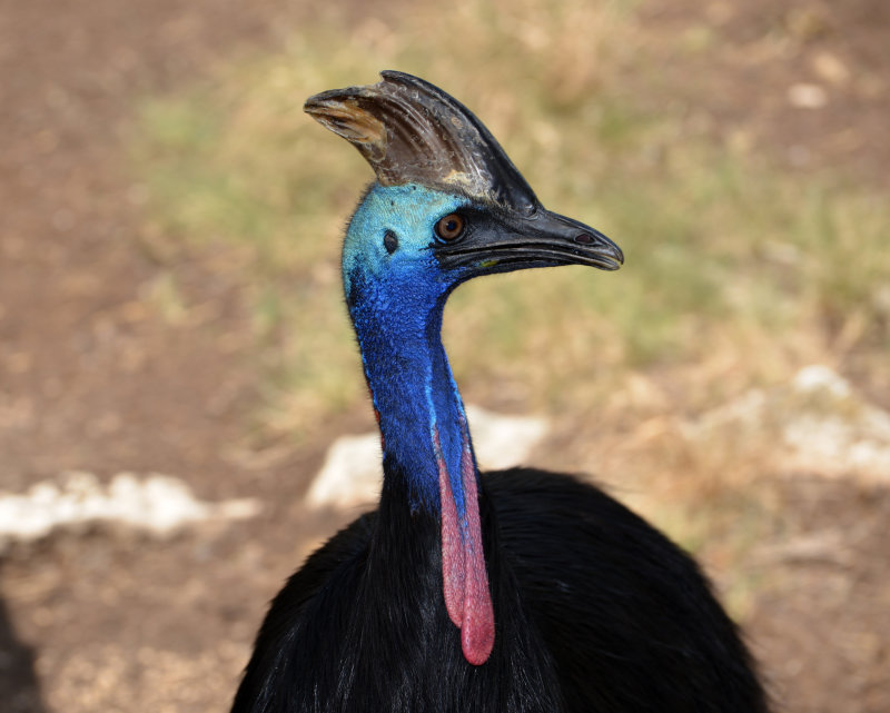 DSC_0866.JPG