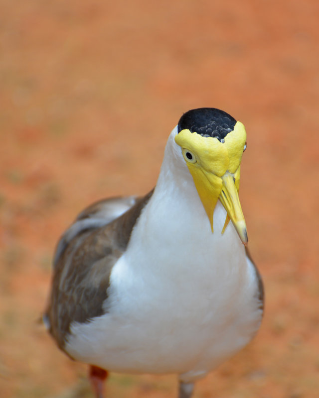 DSC_0898.JPG