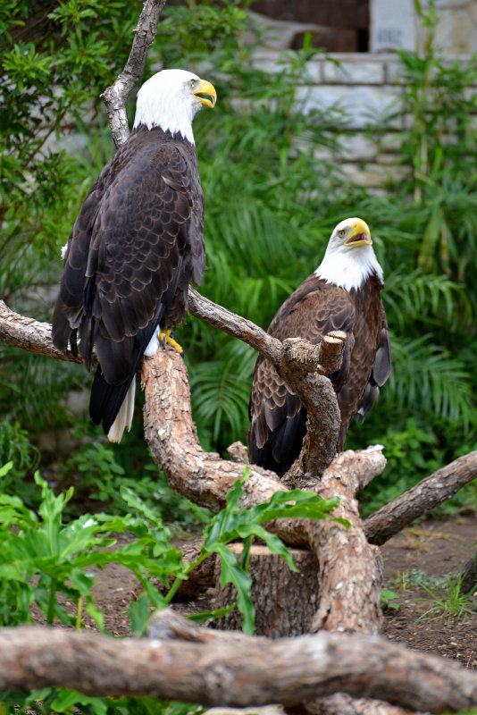 DSC_0984.JPG
