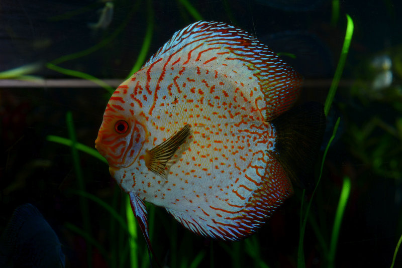 DSC_1080.JPG