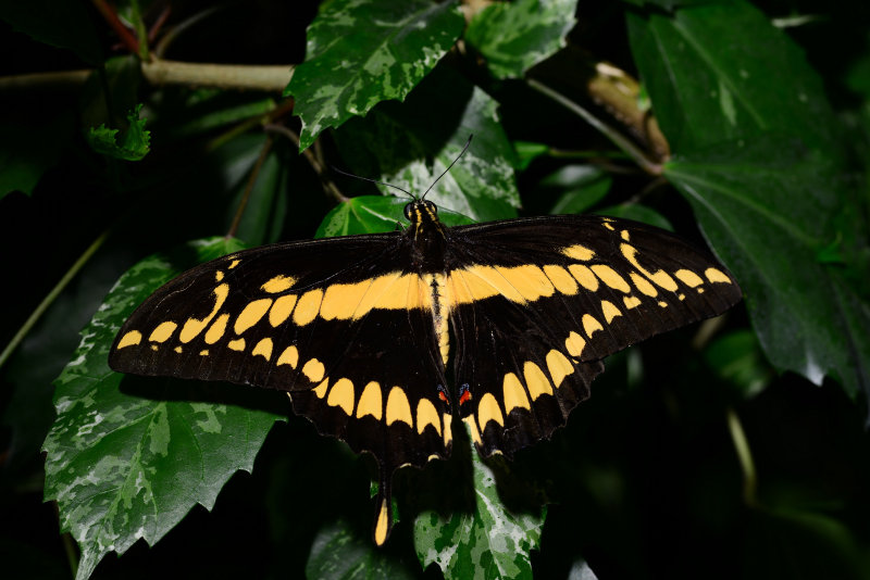 DSC_1121.JPG