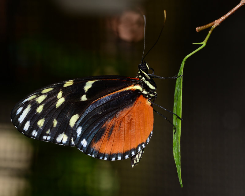 DSC_1171.JPG