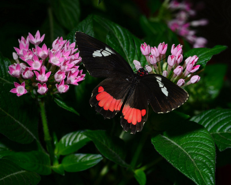 DSC_1173.JPG
