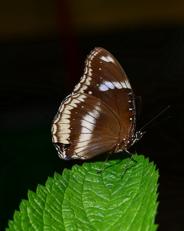 DSC_1180.JPG