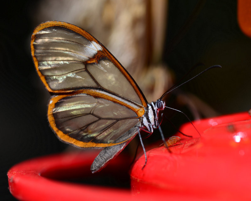 DSC_1184.JPG