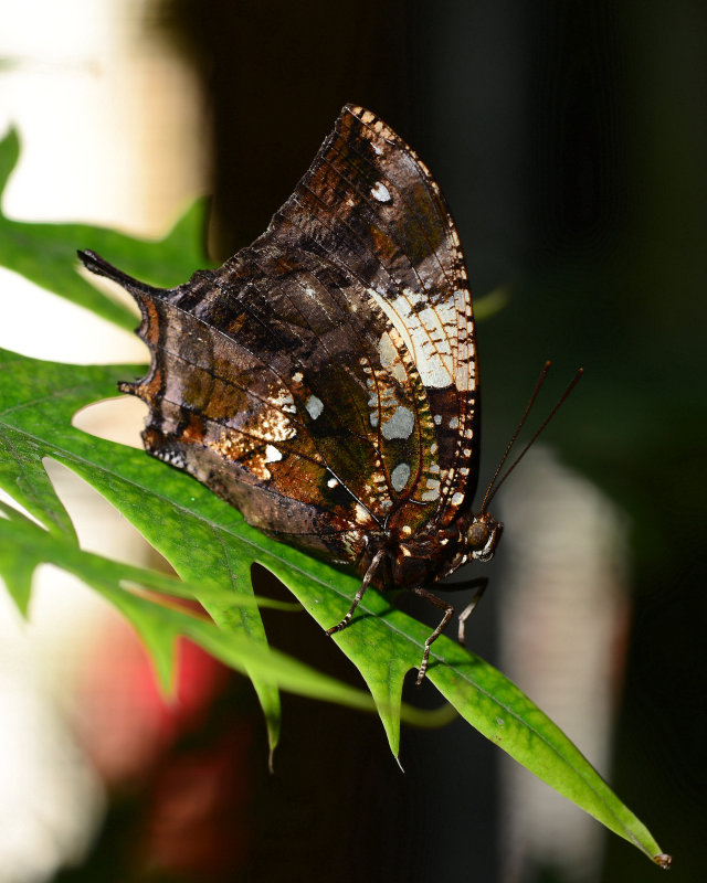 DSC_1186.JPG