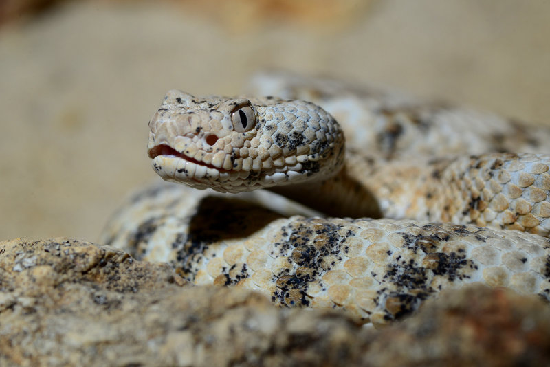 DSC_1234.JPG