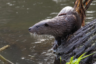 Otter (Lutra lutra)