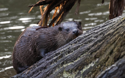 Otter (Lutra lutra)