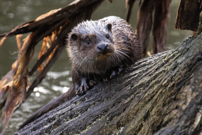 Otter (Lutra lutra)