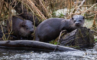 Otter (Lutra lutra)