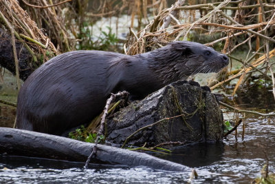 Otter (Lutra lutra)