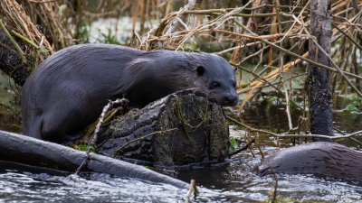 Otter (Lutra lutra)