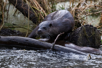 Otter (Lutra lutra)